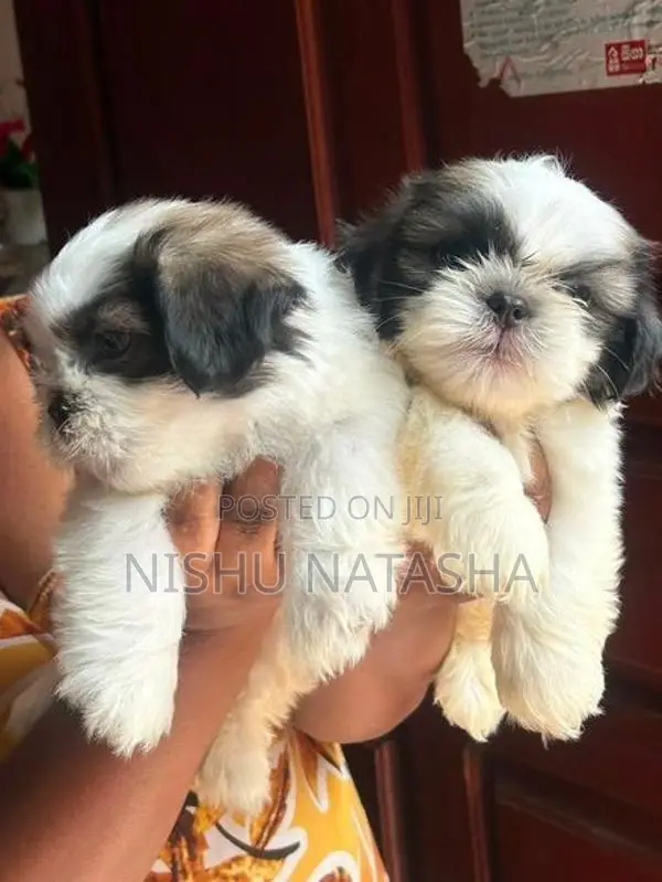 Shihtzu Puppies