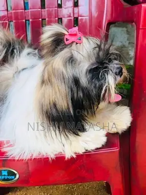 Shihtzu Puppies