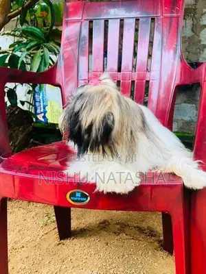 Shihtzu Puppies