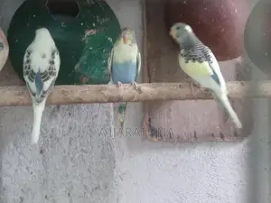 Love Birds