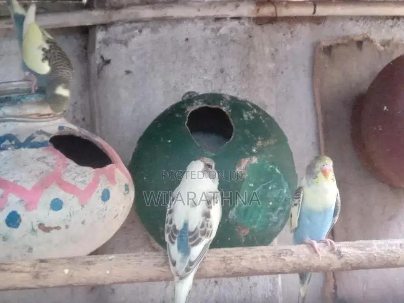 Love Birds