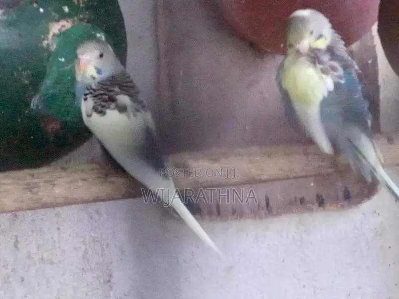 Love Birds
