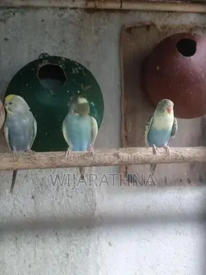 Love Birds
