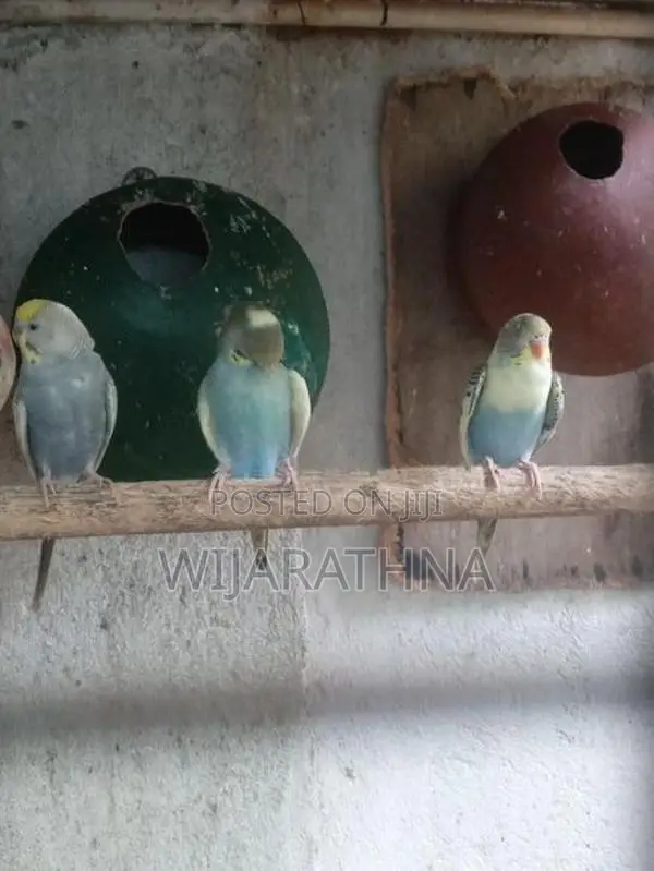 Love Birds