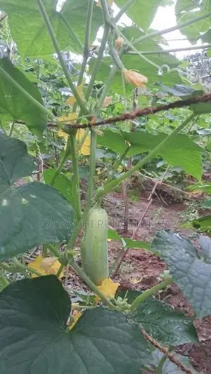 Land for Sale - 280 Perch Bordering Mawak Oya in Handapangoda