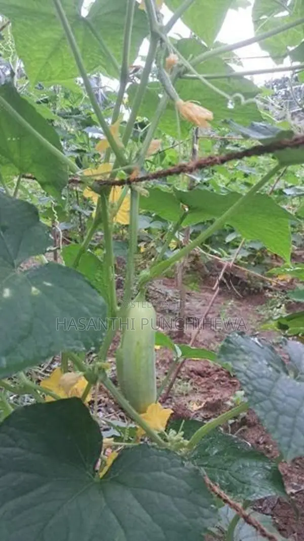 Land for Sale - 280 Perch Bordering Mawak Oya in Handapangoda