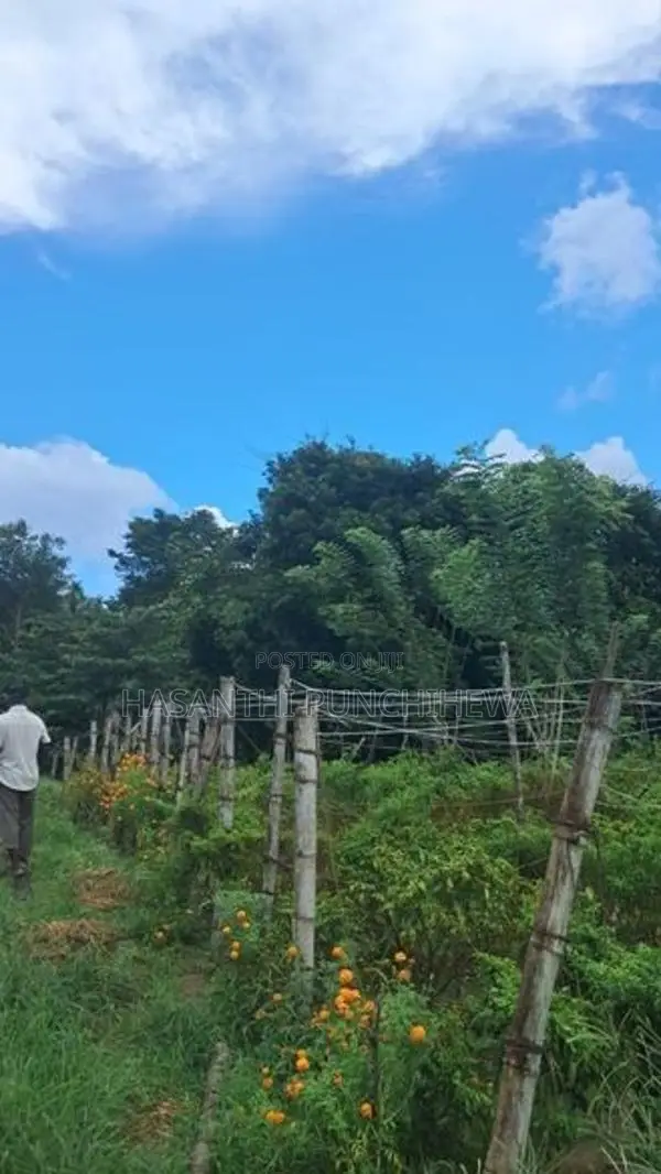 Land for Sale - 280 Perch Bordering Mawak Oya in Handapangoda