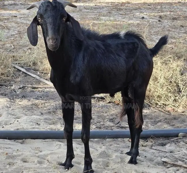 Male Goat