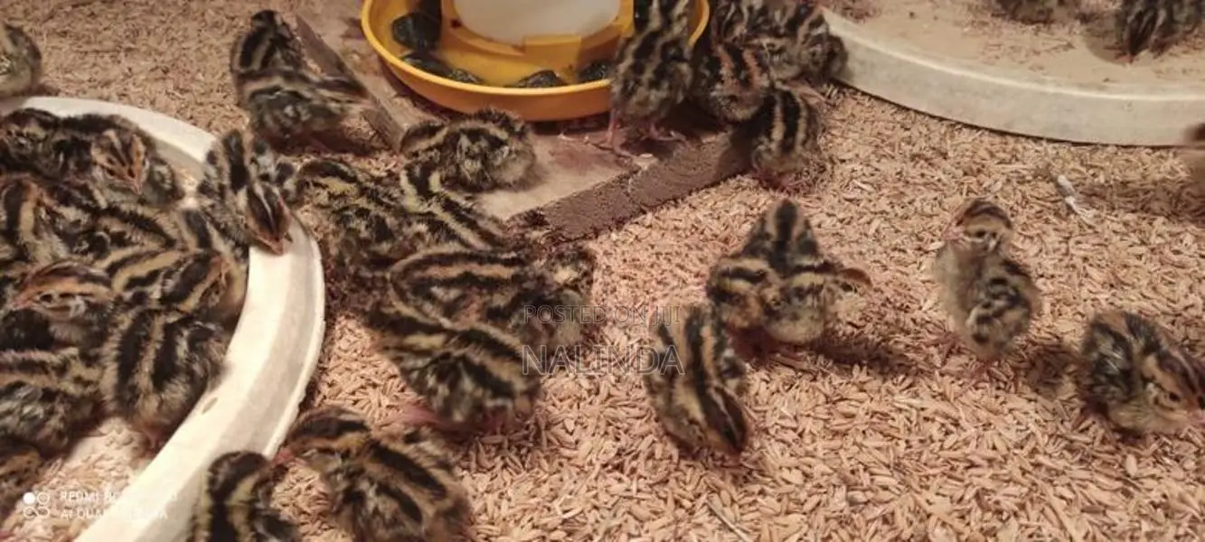 Quails Chicks