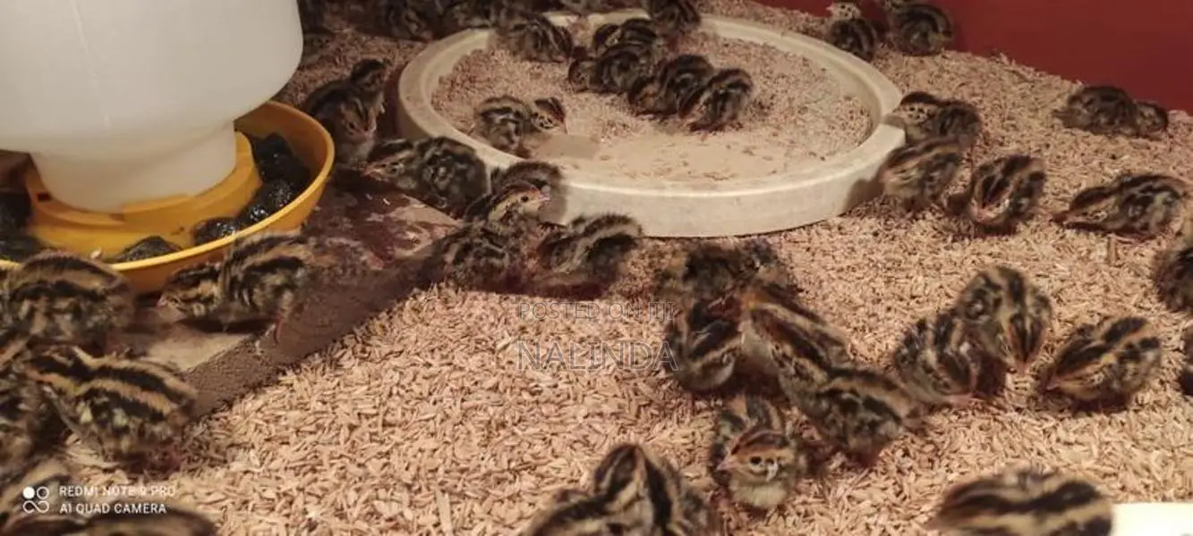 Quails Chicks