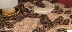 Quails Chicks