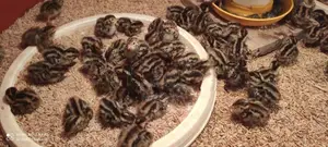 Quails Chicks