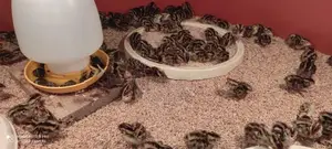 Quails Chicks