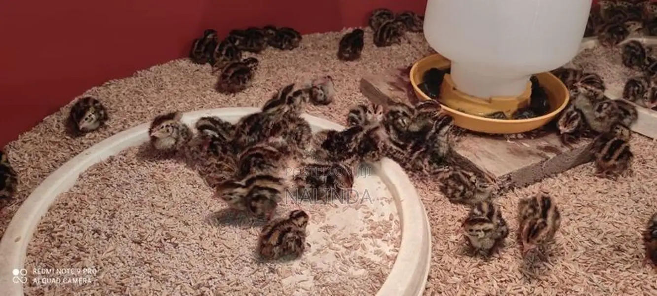 Quails Chicks