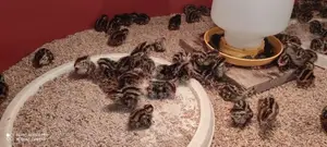 Quails Chicks