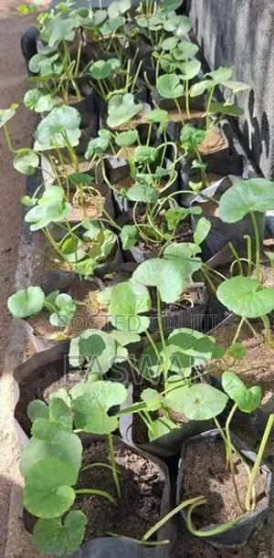 வல்லாரை கன்றுகள்