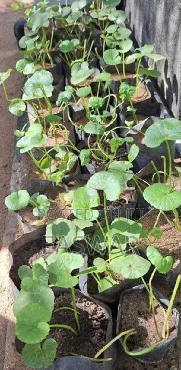 வல்லாரை கன்றுகள்