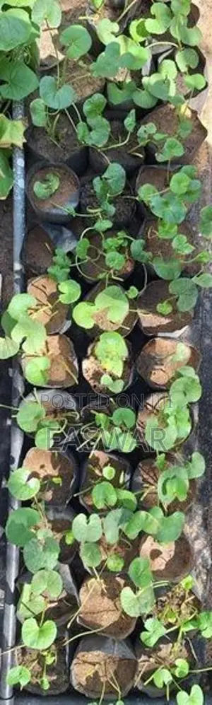 வல்லாரை கன்றுகள்