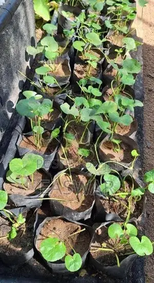 வல்லாரை கன்றுகள்