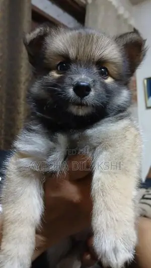 Pomeranian Puppies