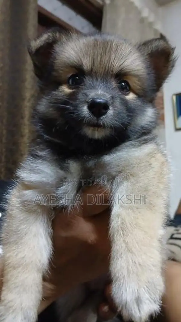 Pomeranian Puppies