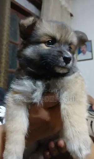 Pomeranian Puppies