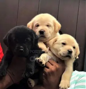 Labrador Puppies ( Pure Breed