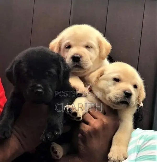 Labrador Puppies ( Pure Breed