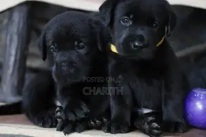 Labrador Puppies ( Pure Breed