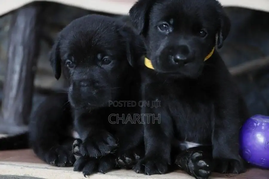 Labrador Puppies ( Pure Breed