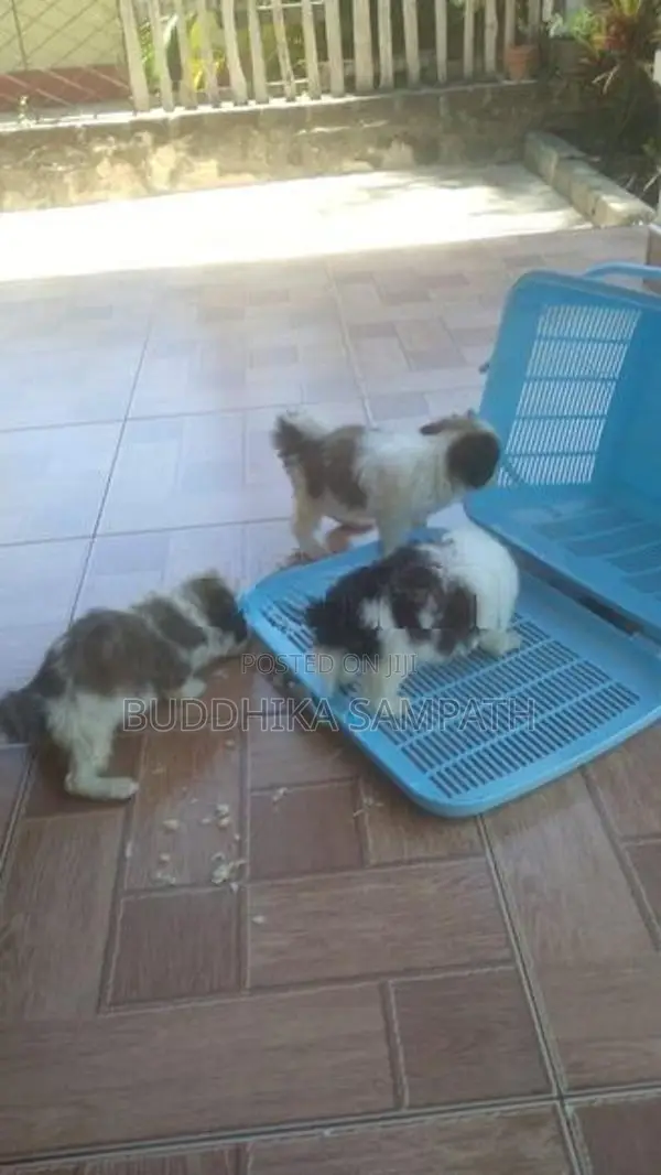 Mini Pomeranian Puppies