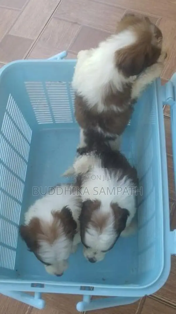 Mini Pomeranian Puppies