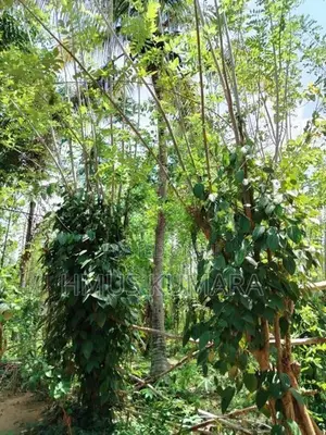 House with Land for Sale in Monaragala