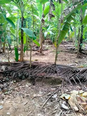 Land for Sale in Koralaima