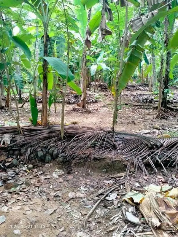 Land for Sale in Koralaima