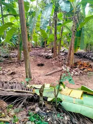 Land for Sale in Koralaima