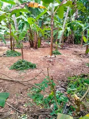 Land for Sale in Koralaima