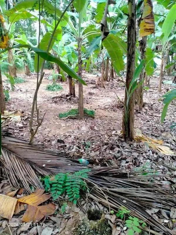 Land for Sale in Koralaima