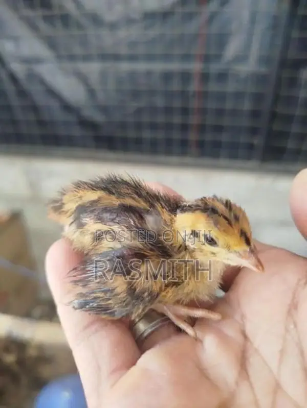 Quail Chick