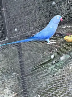 Ringneck.