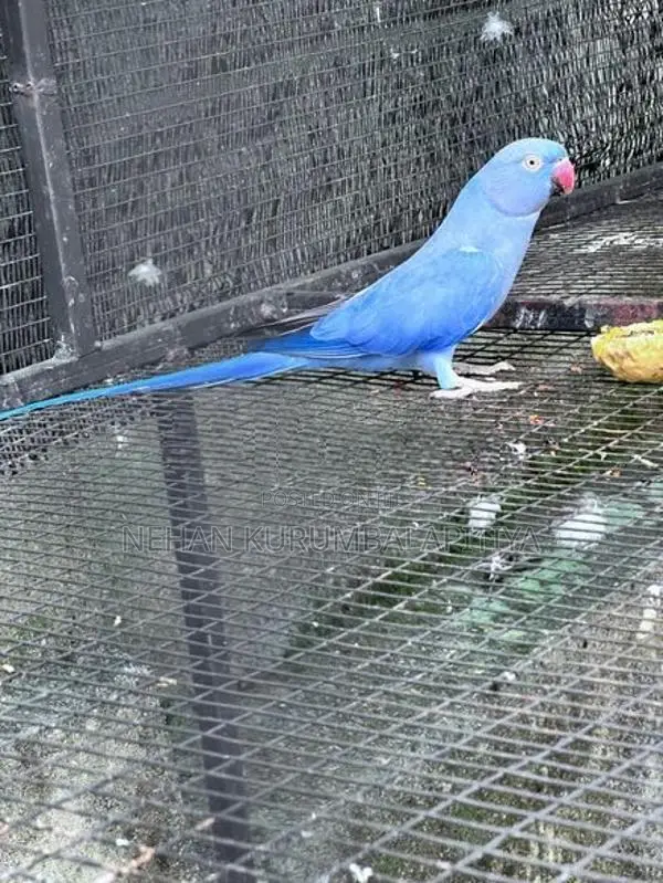 Ringneck.