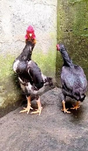 Japanese Ko Shamos