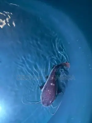 Red Tail Catfish