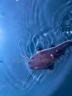 Red Tail Catfish
