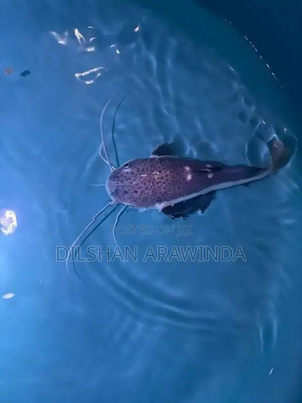 Red Tail Catfish
