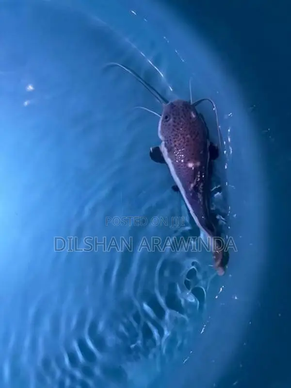 Red Tail Catfish