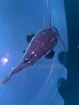Red Tail Catfish