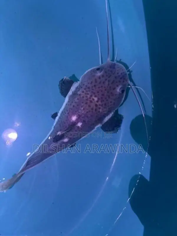 Red Tail Catfish