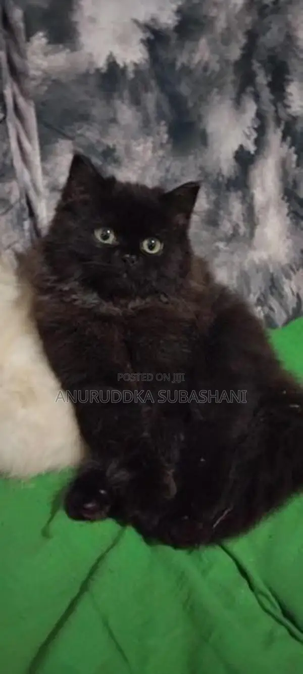 Himalayan Kittens