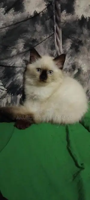 Himalayan Kittens